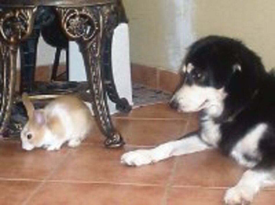 ¿Podrán ser amigos?