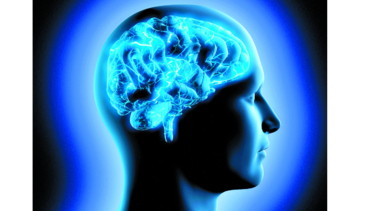 Cerebros para realizar estudios