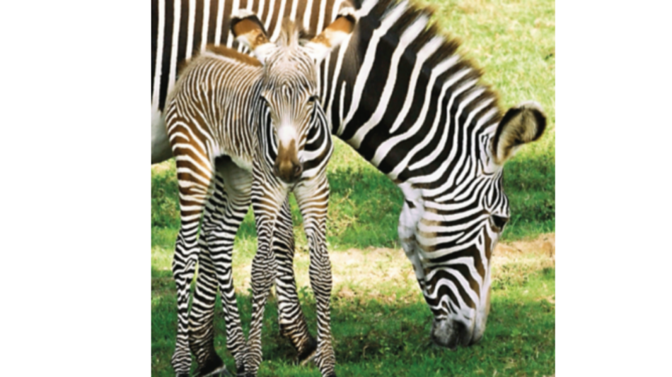La ventaja de las cebras al pintarse rayas blancas en sus cuerpos