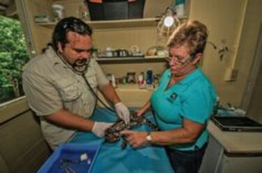 La vida silvestre protegida