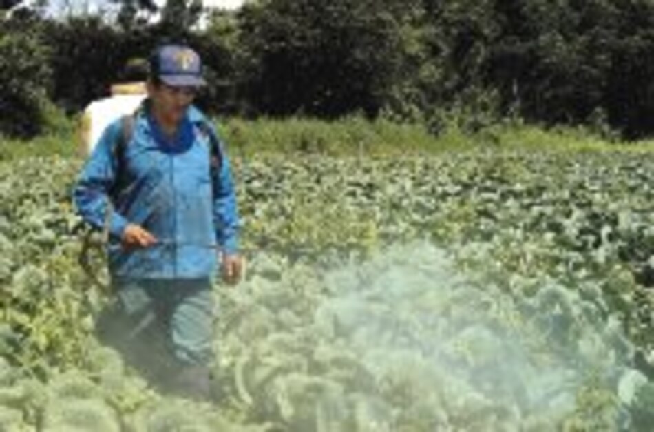 Costas sufren por agroquímicos