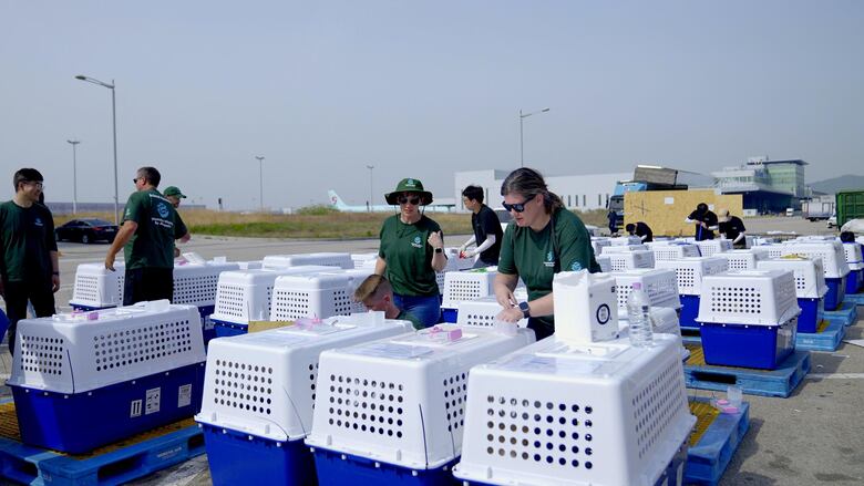 El dilema de Corea del Sur sobre qué hacer con medio millón de perros tras prohibir el consumo de su carne