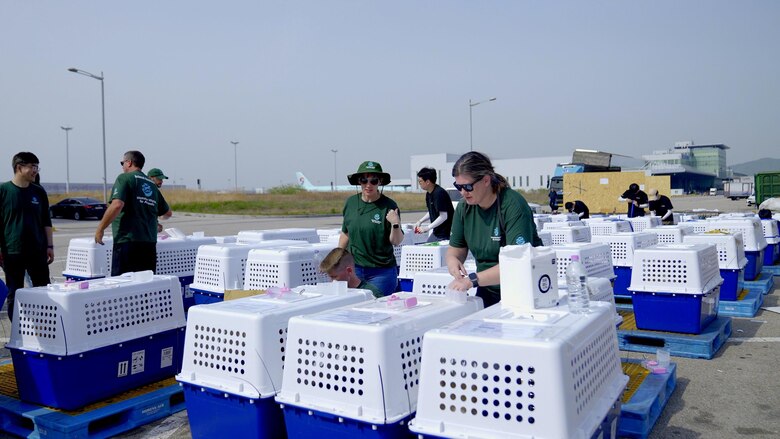 El dilema de Corea del Sur sobre qué hacer con medio millón de perros tras prohibir el consumo de su carne