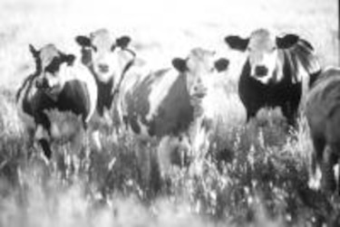 La vaca y sus subproductos