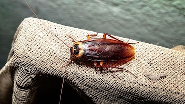 5 formas en las que los insectos toman decisiones y resuelven problemas