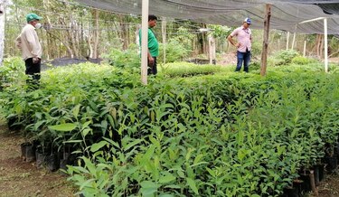 Cultivan cerca de 65 mil plantones para reforestar cuenca del río La Villa