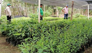 Cultivan cerca de 65 mil plantones para reforestar cuenca del río La Villa