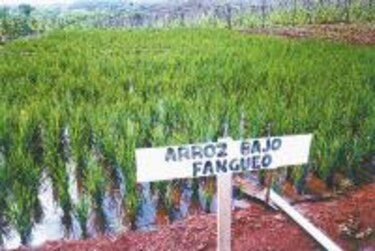 Siembra de arroz bajo fangueo