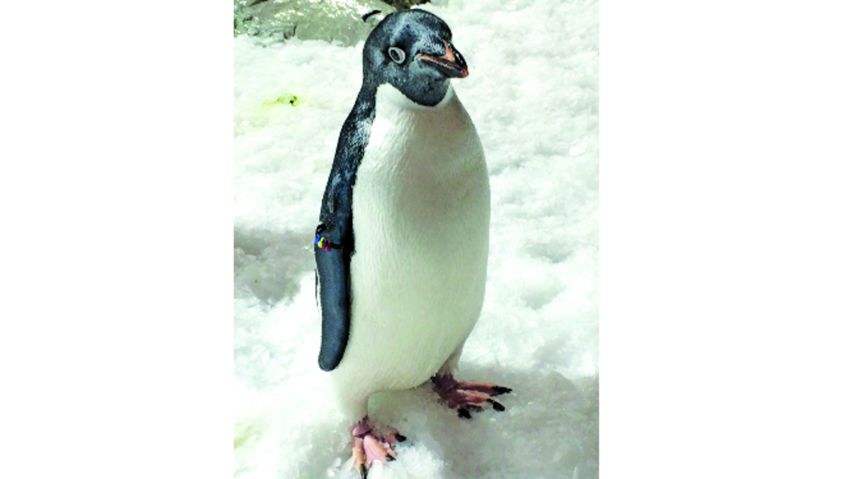 Los pingüinos ‘P. adelie’ requieren tener acceso a nieve, agua fría y vivir con temperaturas cercanas a 0° C. CORTESÍA
