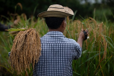 FAO benefició a más de 23 mil agricultores latinoamericanos