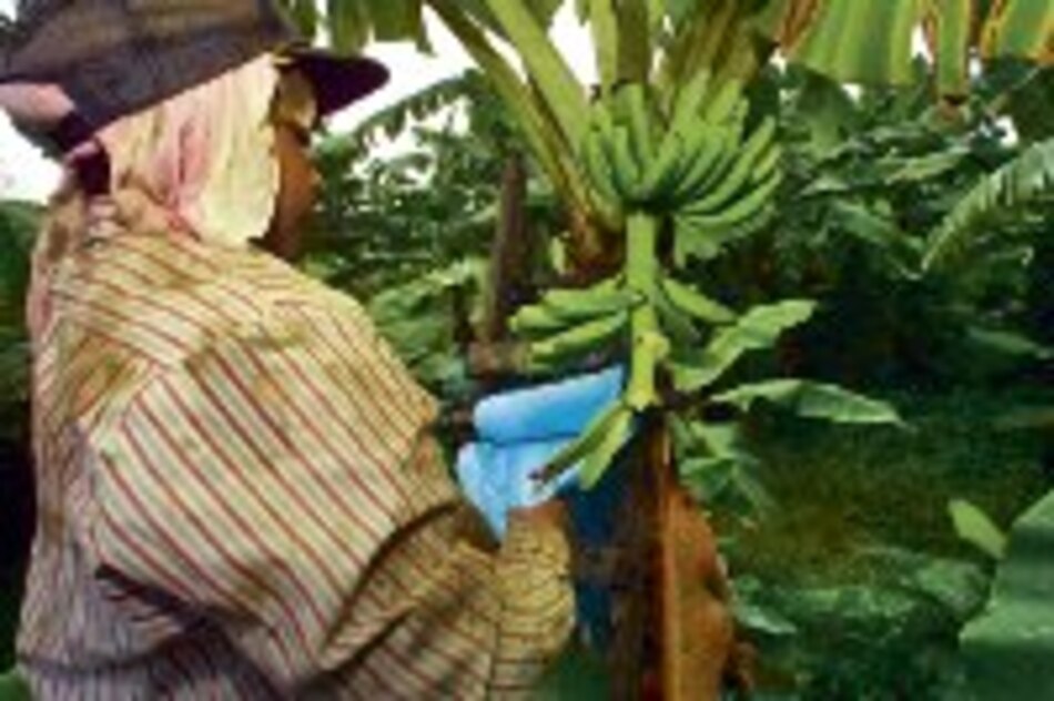 Países ACP luchan por beneficios