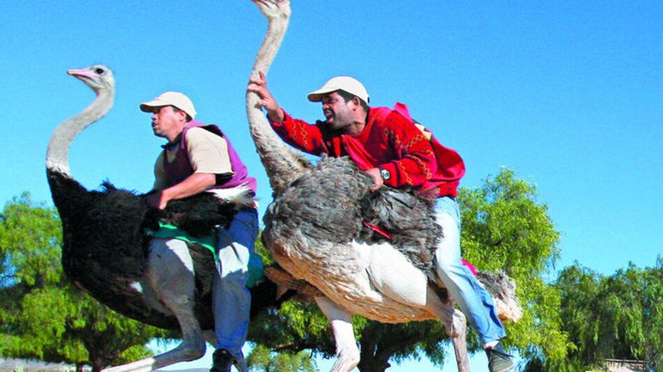 Ponen un alto a los paseos en avestruz