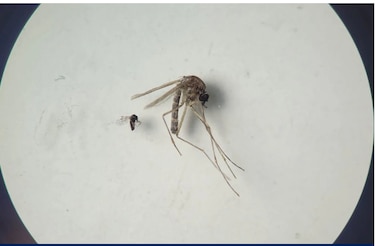 OPS y CDC emiten alerta nivel 2 por el virus oropouche en Panamá y Brasil