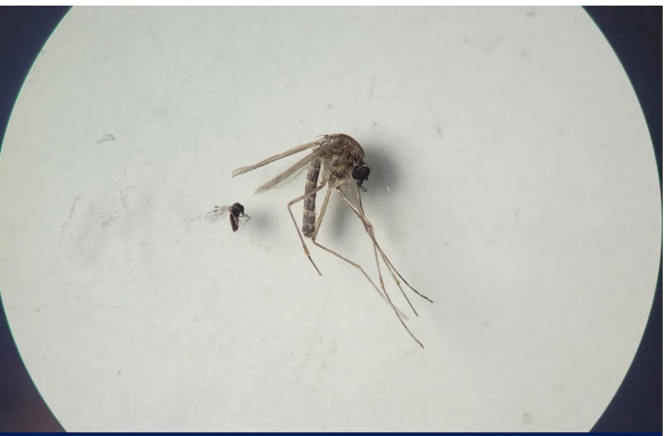 OPS y CDC emiten alerta nivel 2 por el virus oropouche en Panamá y Brasil