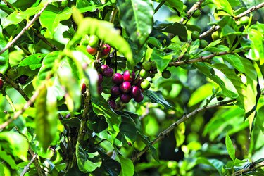 Secretos del microbioma