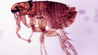 La erupción volcánica que pudo haber desatado la mortal plaga de la peste negra en Europa