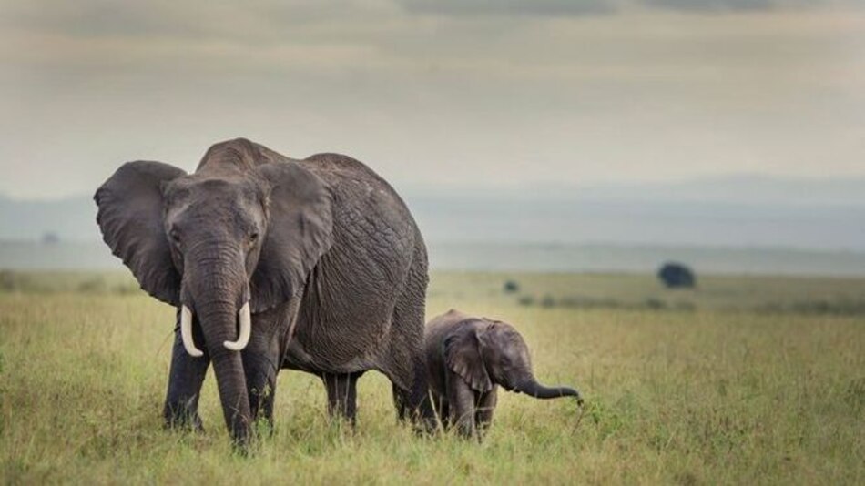 Inicia caza de elefantes en Botsuana con cautela por precios
