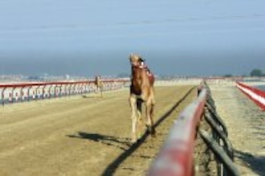 Carrera de dromedarios