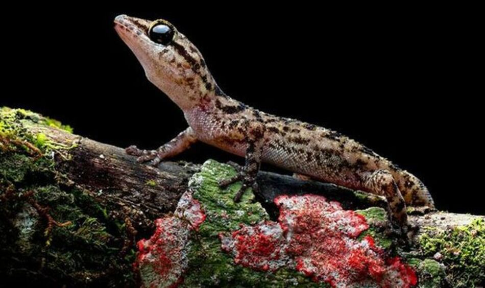 Identifican dos nuevas especies de salamanquesas en Galápagos