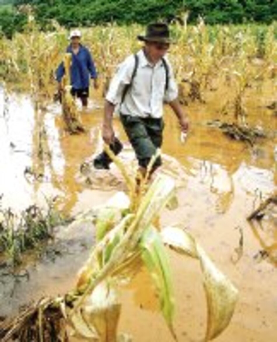 Precios del maíz alcanzan mayor nivel