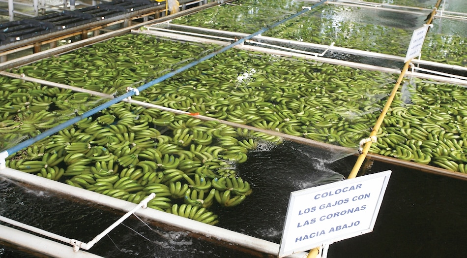 Gobierno asumirá costo de la huelga bananera