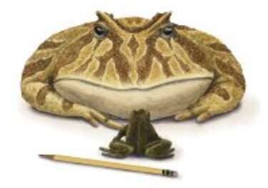 Hallan fósiles de rana diablo