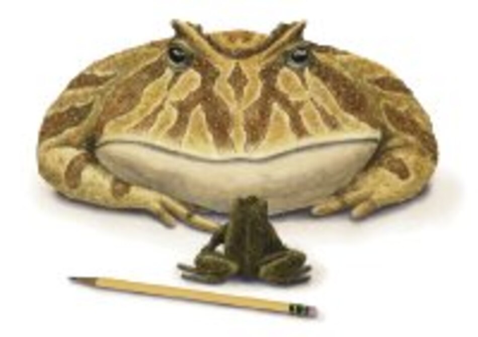 Hallan fósiles de rana diablo