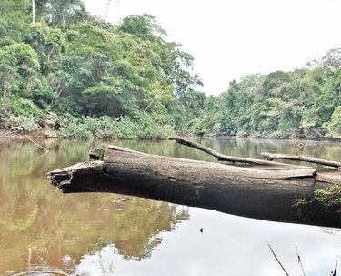 Paraíso acosado