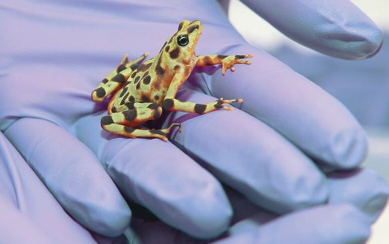 Científica panameña busca salvar a la rana dorada de la extinción