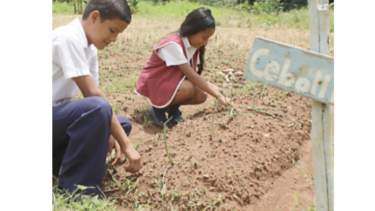 Proyecto de ley propone área agrícola en colegios del país