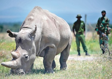 Crean embriones para salvar al rinoceronte blanco