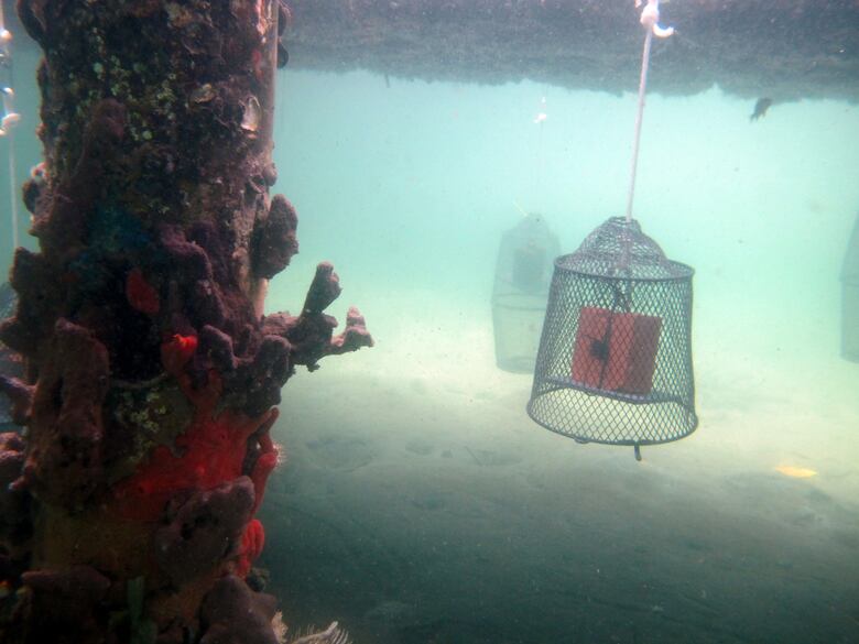 A medida que el océano se calienta, los depredadores más hambrientos toman el control