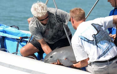 México en busca de un ‘milagro’ que salve a la vaquita marina de la extinción