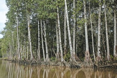 Panamá se salva de pago millonario a político tico