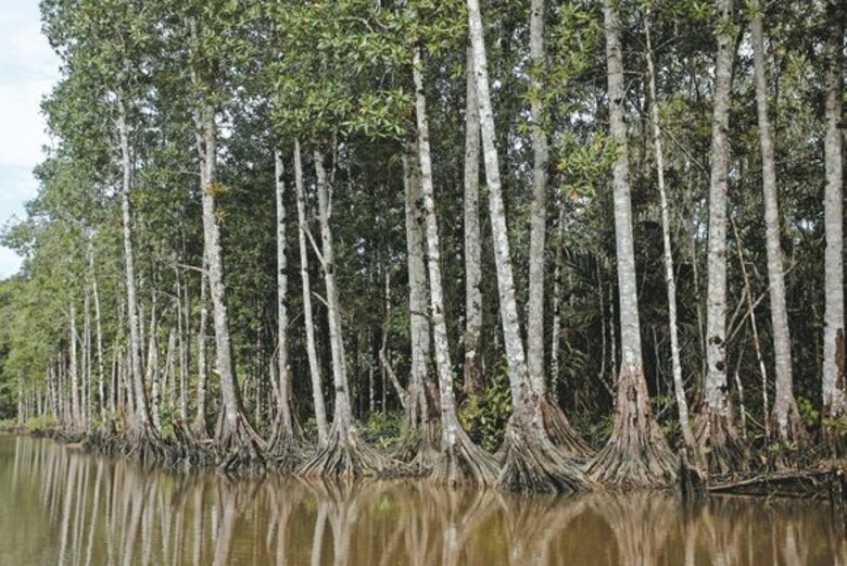 Panamá se salva de pago millonario a político tico