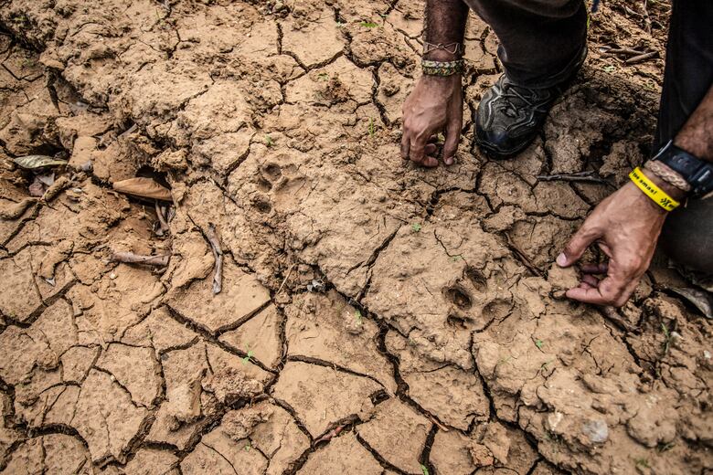 Entre el potrero y el bosque: la lucha por conservar al jaguar en Panamá
