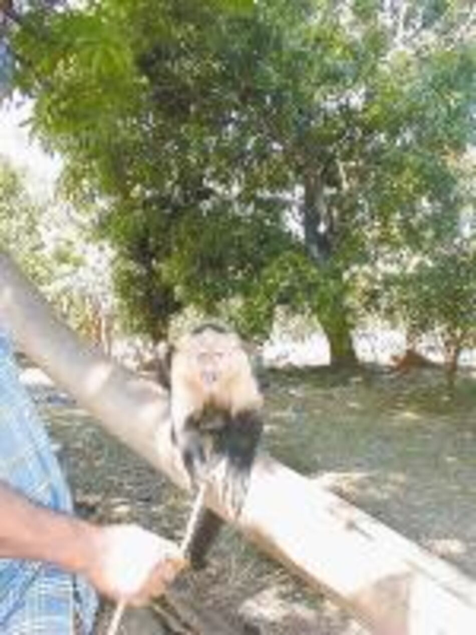 Matan monos en Mariato