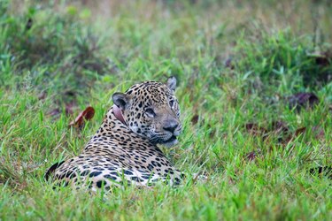 Entre el potrero y el bosque: la lucha por conservar al jaguar en Panamá