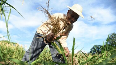 Trabajan en el rescate del sector primario