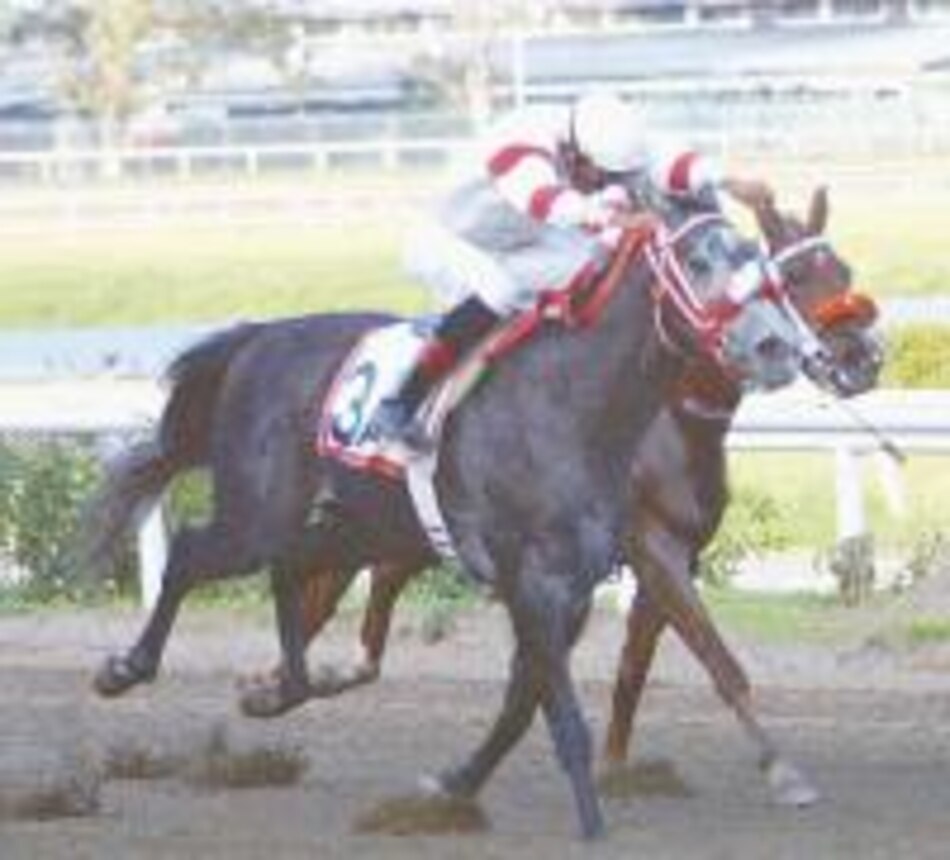 Ganan Nube del Bosque y Cafajeste