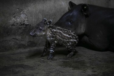 Zoológico de Nicaragua presenta dos crías de tapires en peligro de extinción