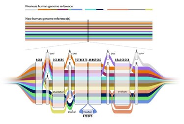 Publican primer borrador del pangenoma humano