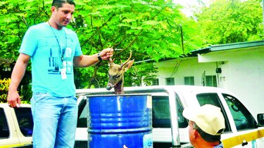 Cazadores continúan al acecho de especies en vías de extinción