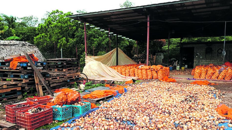25 mil sacos de cebolla se pierden en Natá
