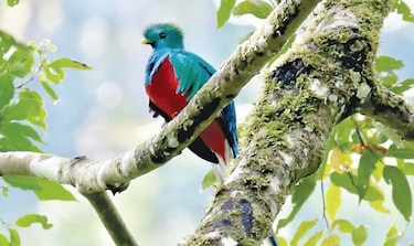 Panamá, galería de aves