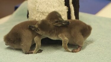 Nacen dos pingüinos en el Zoológico de Londres
