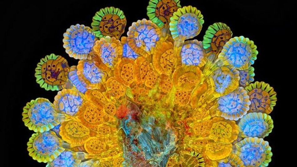 El mundo de los microorganismos a través de fotografías de un panameño