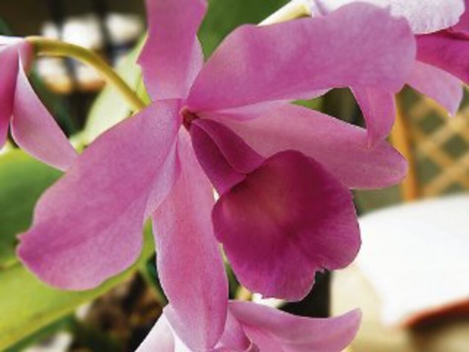 Nombre de orquídeas