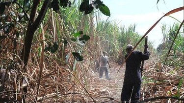Panamá es excluida por Estados Unidos de la lista de los países con riesgo de mano de obra infantil