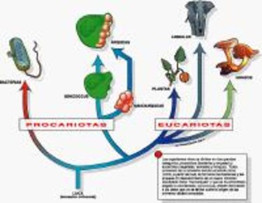 Esas pequeñas cosas